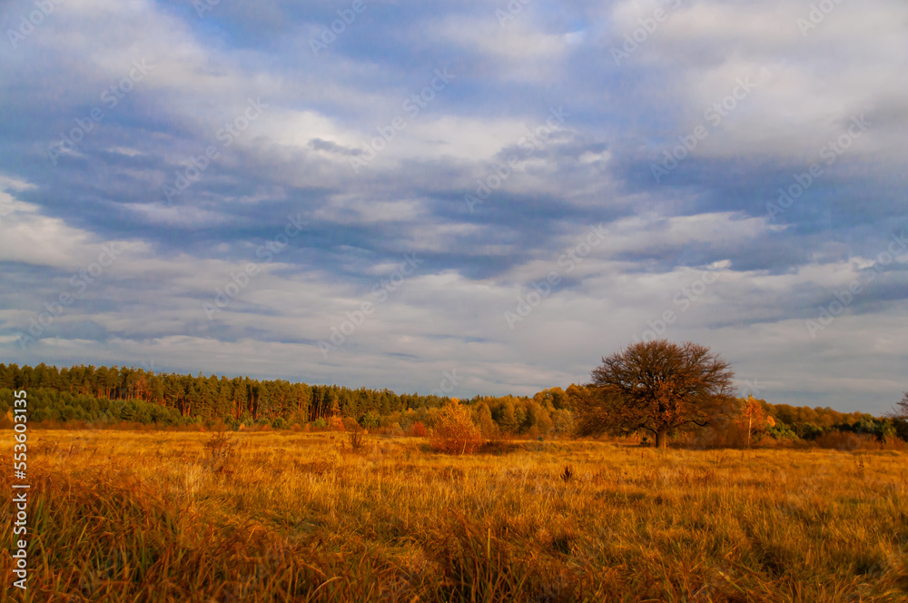 Tranquility in the morning autumn orange field with a forest on the horizon