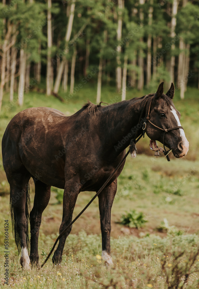 Obraz premium Black horse in a field