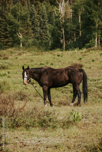 Black horse in field