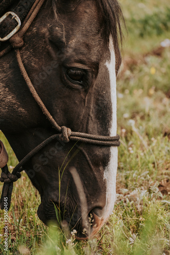 Black Horse eating
