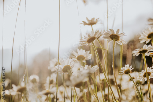 Field of daisies