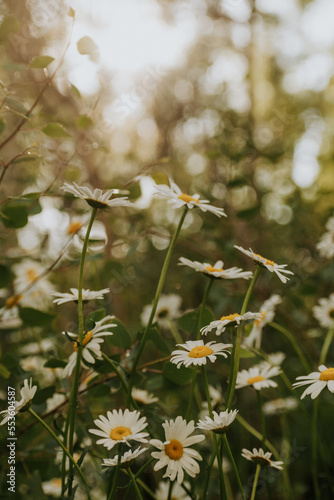 Field of daisies