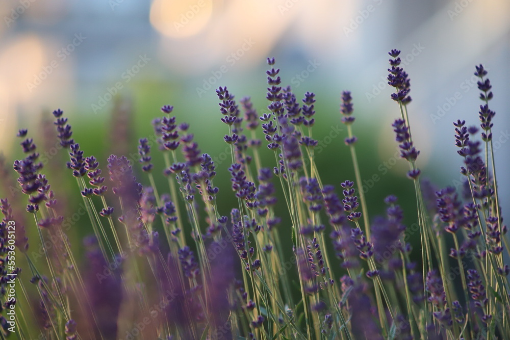 Naklejka premium True lavender flowers (Lavandula angustifolia) before sunset