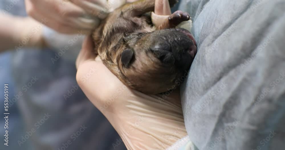 A nurse gives an intense rub to a cute newborn puppy. Rubbing stimulates breathing in a baby born by cesarean. During a caesarean, the mother dog is under anesthesia and the puppy cannot get out. A nurse gives an intense rub to a cute newborn puppy. Rubbing stimulates breathing in a baby born by cesarean. During a caesarean, the mother dog is under anesthesia and the puppy cannot get out.