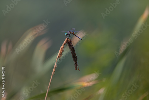 Male Blue Dasher Sitting On A Withered Cattail Plant With Natural Green Background