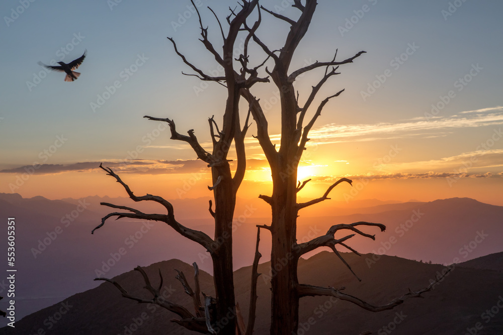 Great Basin Bristlecone Pines (Pinus longaeva) at sunset with a bird in flight overhead, Ancient Bristlecone Pine Forest; Bishop, California, United States of America Great Basin Bristlecone Pines (Pinus longaeva) at sunset with a bird in flight overhead, Ancient Bristlecone Pine Forest; Bishop, California, United States of America