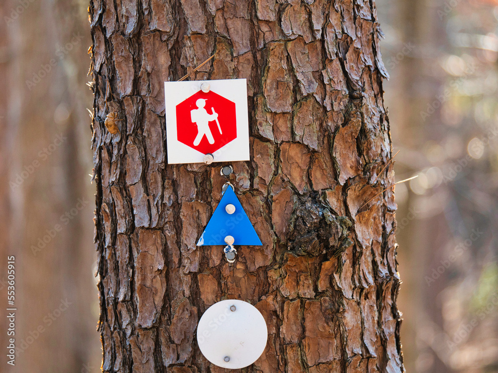 Fototapeta premium Hiking trail markers on a tree in a forest.