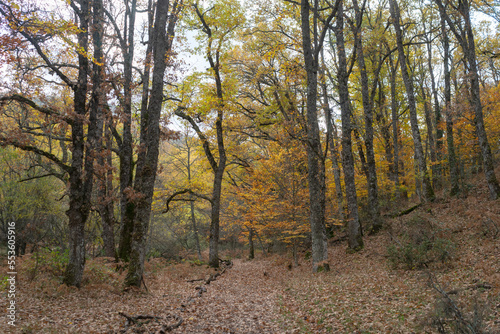 Spectacular autumn colors in the Montejo beech forest, a UNESCO World Heritage Site, located in the community of Madrid. Spain