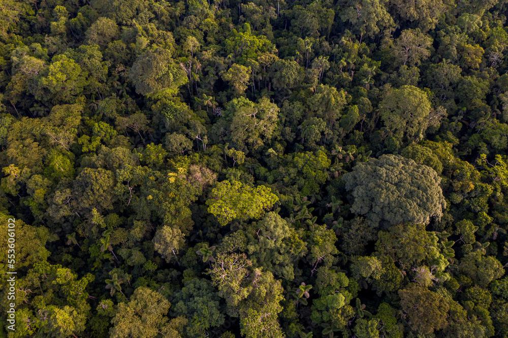 Aerial view of the lush tree treetops in the dense Amazon Rainforest; Puerto Maldonado, Peru