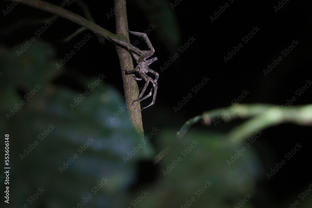 Brazilian wandering spider (Phoneutria), also known as a banana spider, the most dangerous spider in the world; Puerto Maldonado, Peru Brazilian wandering spider (Phoneutria), also known as a banana spider, the most dangerous spider in the world; Puerto Maldonado, Peru