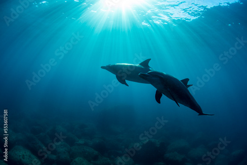 wildlife dolphins underwater photography © 敏治 荒川