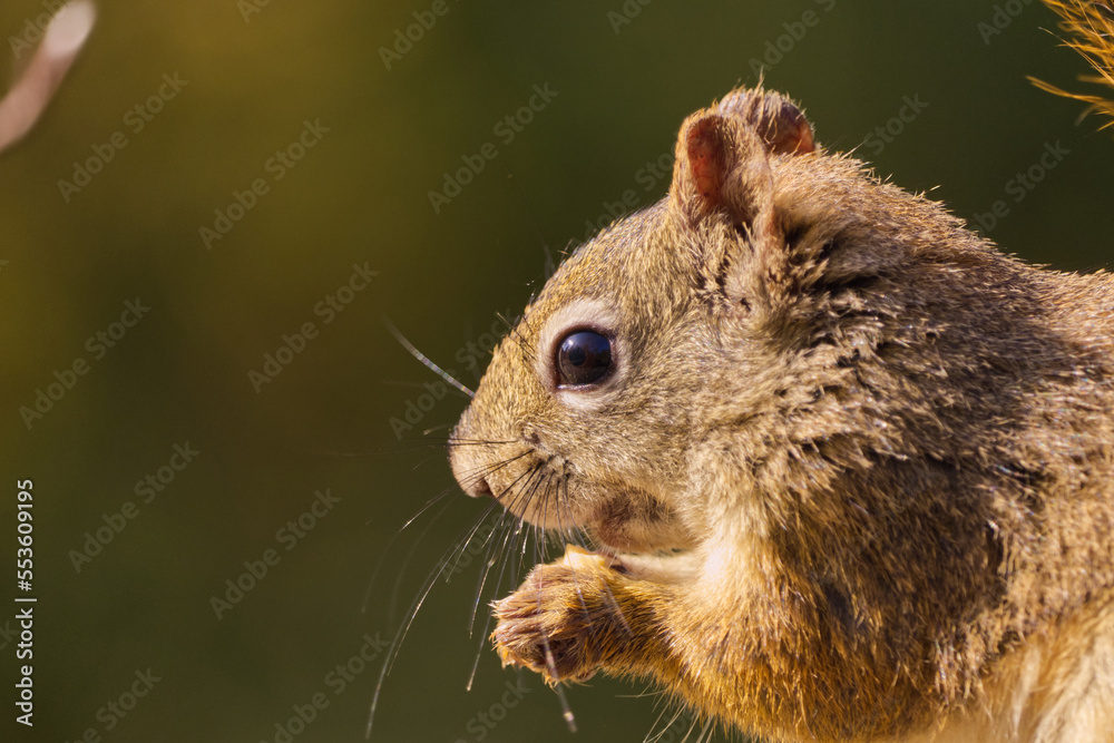 Close up of a Red Squirrel having Lunch