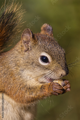 Close up of a Red Squirrel having Lunch