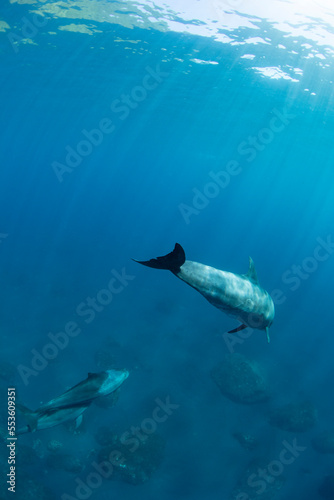 wild dolphins  © 敏治 荒川