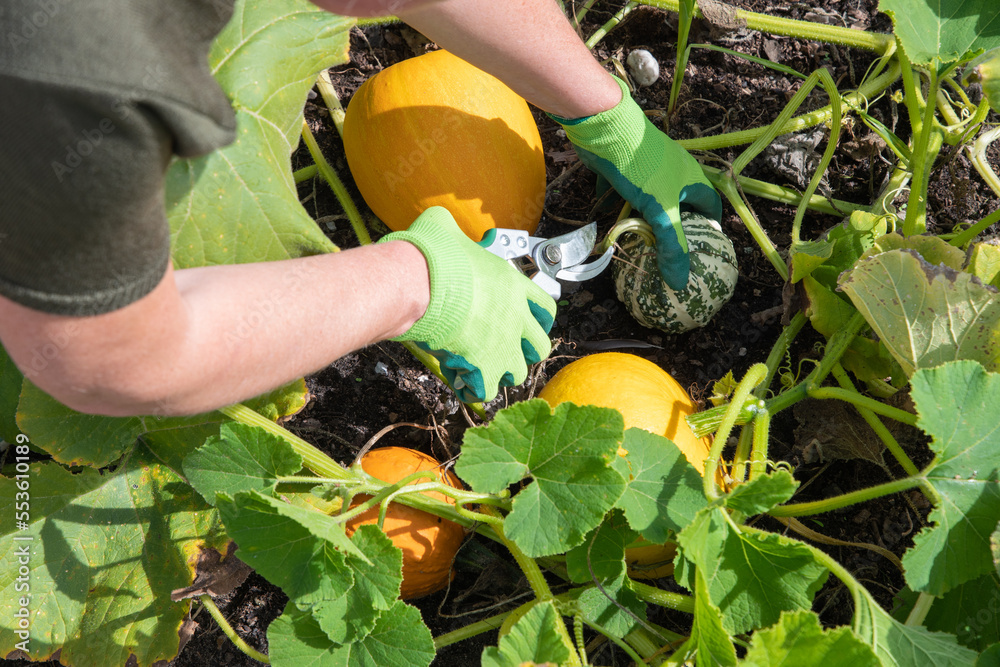 Fototapeta premium gardener cuts ripe pumpkins from the leaves with scissors in her garden