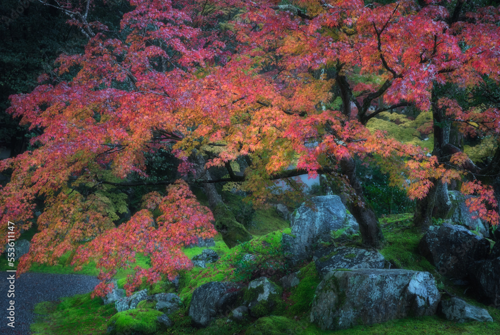 Japanese tree and garden in peak fall
