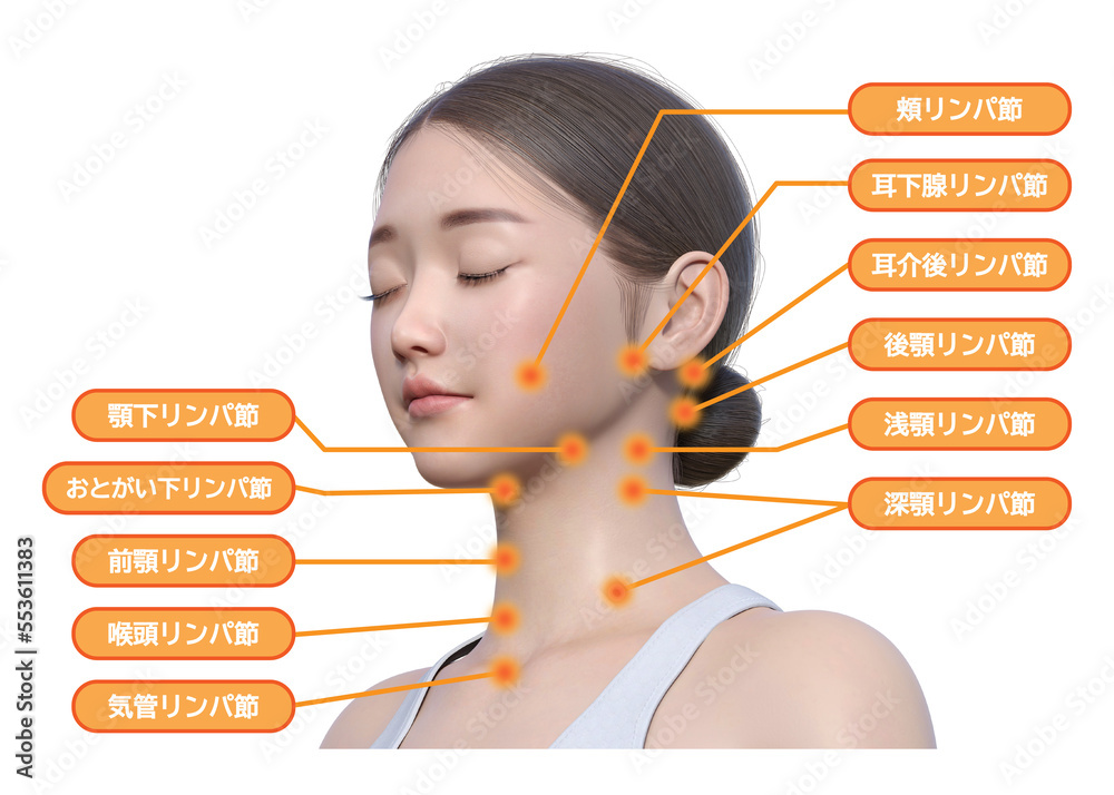 女性のリンパ節の位置と名称図|顔・首のリンパ解説3Dイラスト