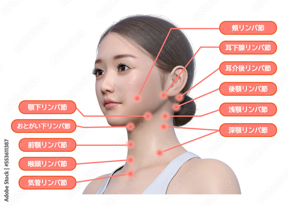 女性の顔 首のリンパの流れ リンパマッサージの施術部位の図解イラスト リアルな日本人3Dモデルの顔アップ