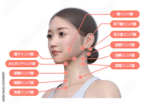 Obraz na płótnie 女性の顔 首のリンパの流れ リンパマッサージの施術部位の図解イラスト リアルな日本人3Dモデルの顔アップ w salonie