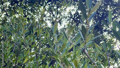 Wallpaper Mural Very close up of the green foliage leaves of an olive tree, in Corsica in the south of France, in end-summer or begin-fall, with the rays of the sun passing through, to make good local products. Torontodigital.ca