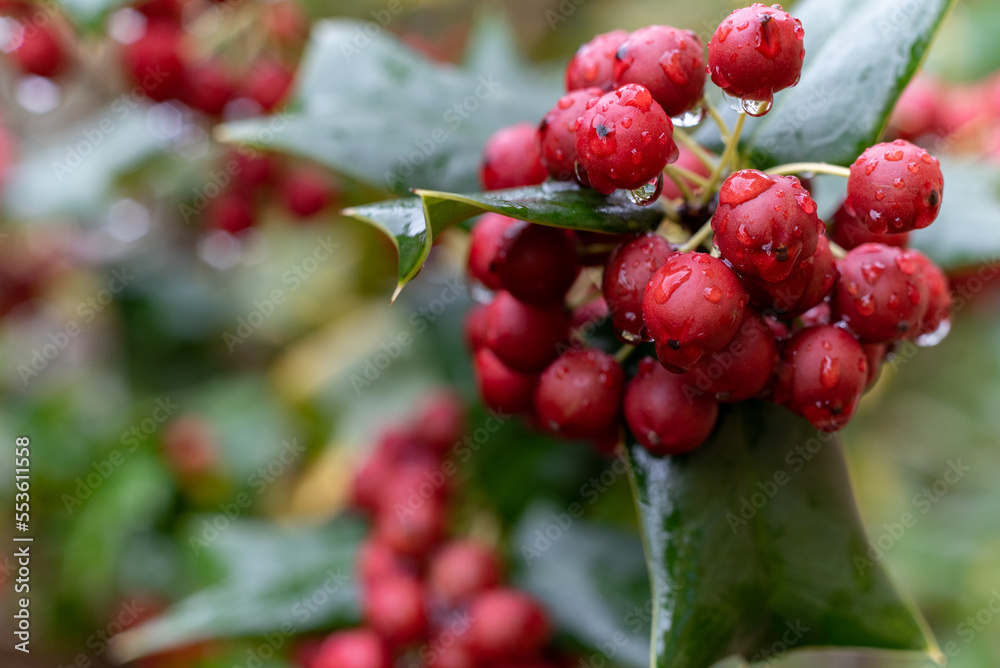 Fototapeta premium クリスマスホーリー（European holly）