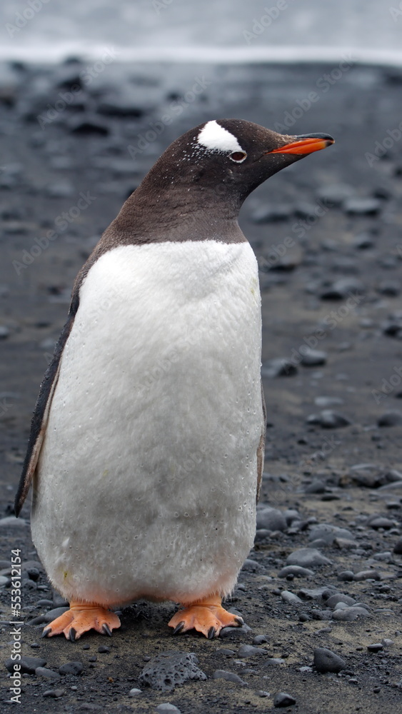 Fototapeta premium Gentoo penguin (Pygoscelis papua) at Brown Bluff, Antarctica