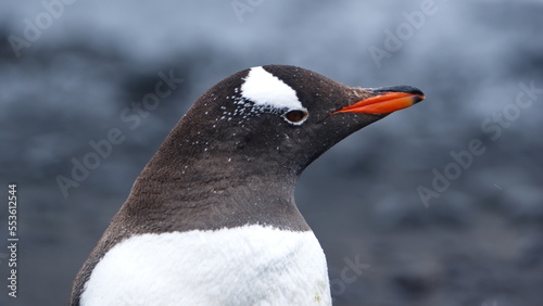 Close up of a gentoo penguin (Pygoscelis papua) at Brown Bluff, Antarctica © Angela