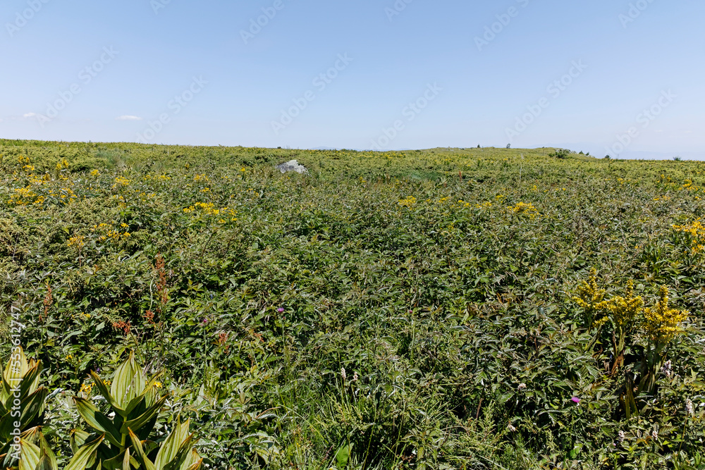 Summer landscape of Vitosha Mountain, Bulgaria