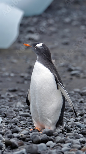 Gentoo penguin  Pygoscelis papua  at Brown Bluff  Antarctica