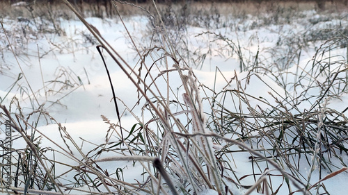 Frozen dry grass in the snow. Winter evening snow covered everything around in an even layer. Stems and leaves of dried plants of light yellow color stick out of the snow. Frost is visible on the stem