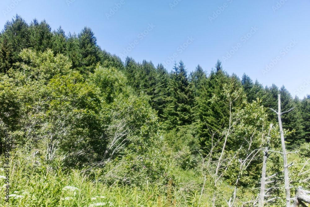 Fototapeta premium Summer landscape of Vitosha Mountain, Bulgaria