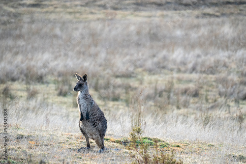 Fototapeta Naklejka Na Ścianę i Meble -  Red-necked Wallaby, kangaroo snowing