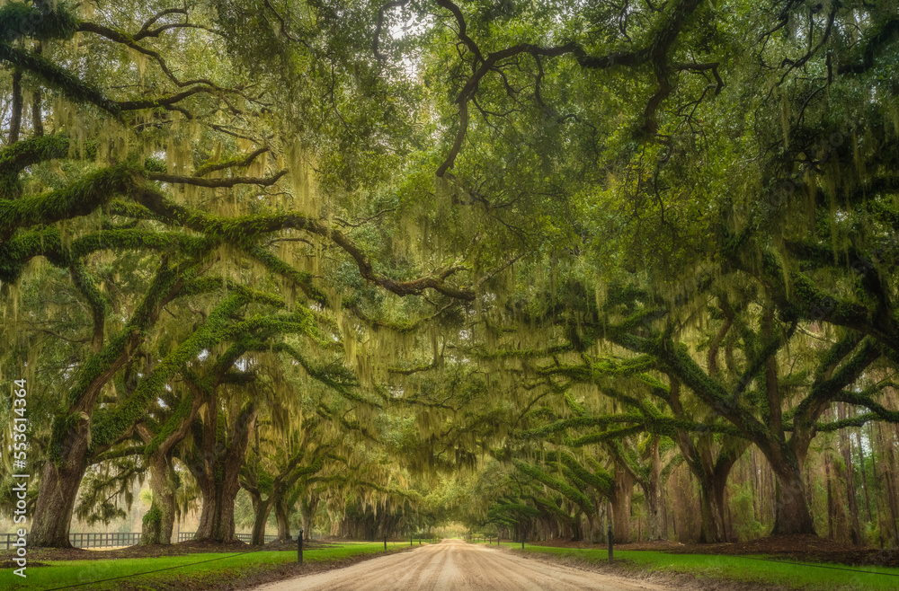 Fototapeta premium Plantation in Charleston, South Carolina