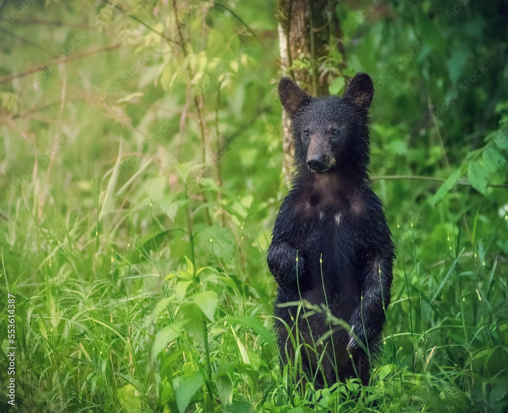 Black bear cub in Smoky Mountains, Tennessee Black bear cub in Smoky Mountains, Tennessee
