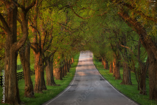 Tunnel of trees in Lexington, Kentucky photo