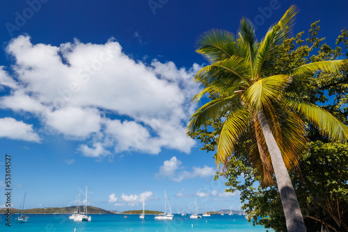 Palm trees on the beach on st john in U.S. Virgin Islands © Matt