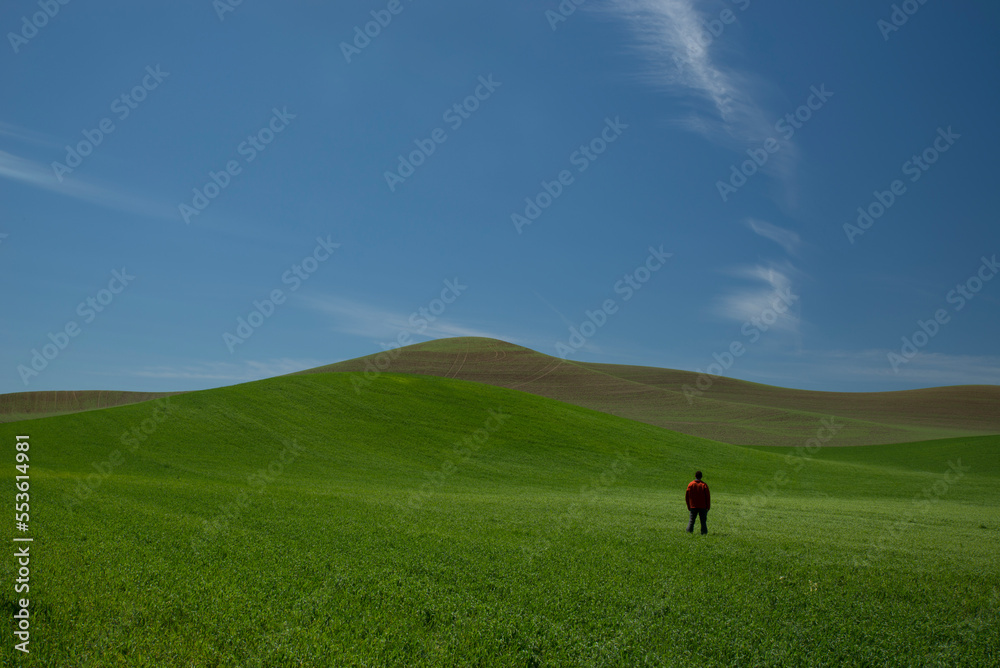 Grass and wheat fields in Palouse, Washington