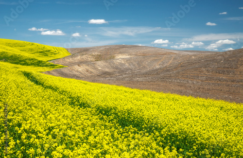 Flower and wheat fields in Palouse, Washington