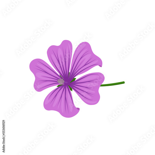 Vector illustration  mallow flower or malva flower  isolated on white background.