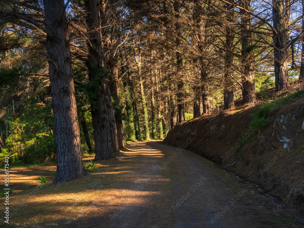 Dirt Road Lined by Trees in Afternoon Light Dirt Road Lined by Trees in Afternoon Light