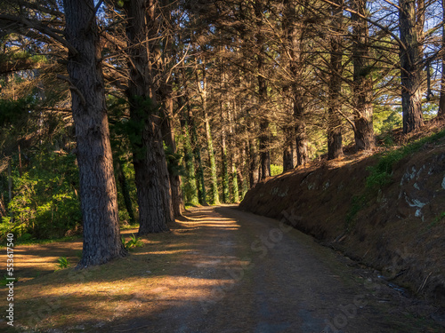 Dirt Road Lined by Trees in Afternoon Light