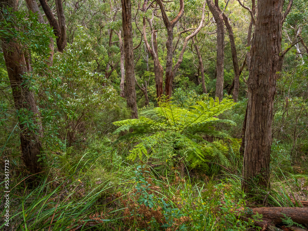 Australian Bush Scene with Trees and Ferns