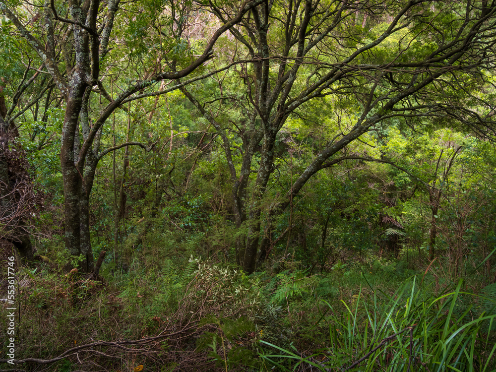 Australian Bush Scene with Trees and Ferns Australian Bush Scene with Trees and Ferns