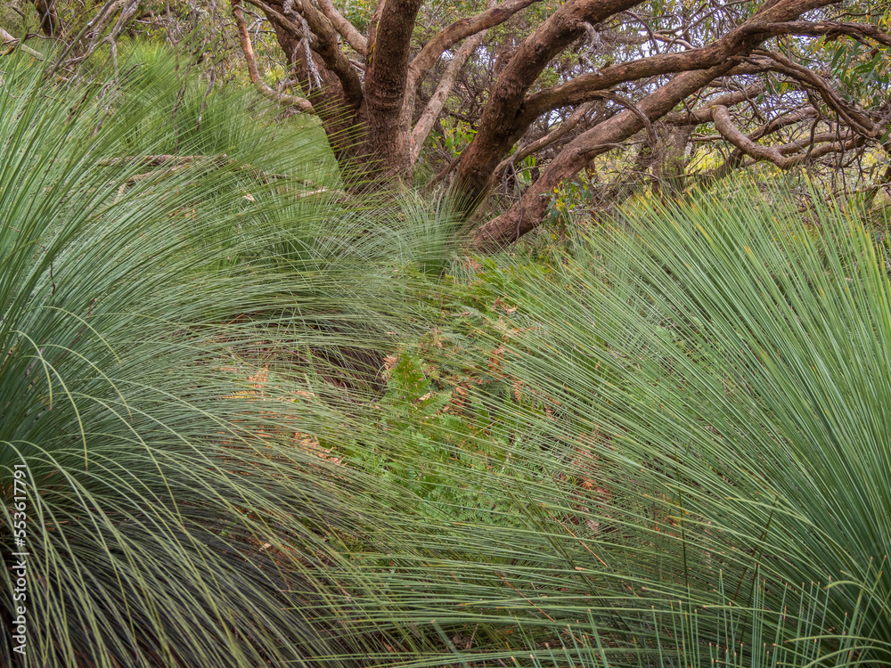 Obraz premium Australian Bush Scene with Trees and Ferns