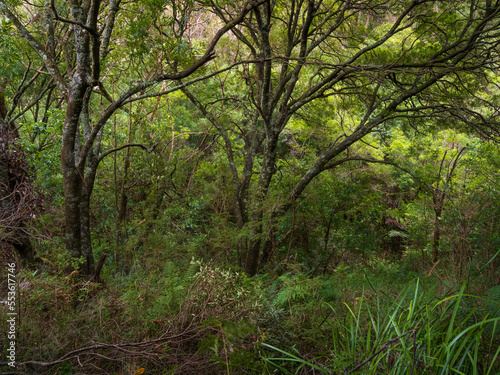 Australian Bush Scene with Trees and Ferns