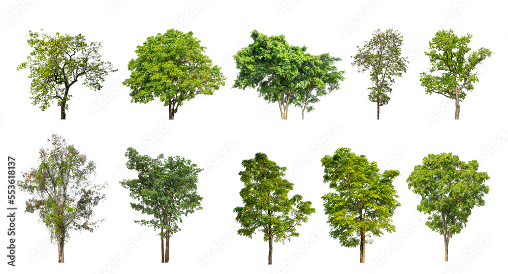 Collection of green trees isolated on transparent background. for easy selection of designs. Collection of green trees isolated on transparent background. for easy selection of designs.