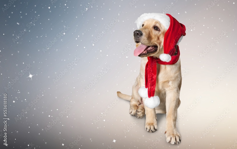 Cute domestic young dog in Santa hat