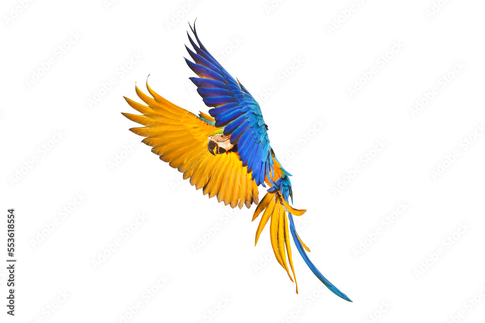Colorful Blue and gold macaw parrot flying isolated on transparent background. Colorful Blue and gold macaw parrot flying isolated on transparent background.