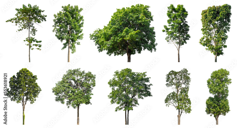 Fototapeta premium Collection of green trees isolated on transparent background. for easy selection of designs.
