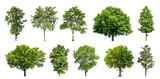 Collection of green trees isolated on transparent background. for easy selection of designs.